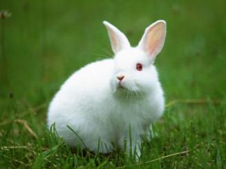 三月出生的属兔人命运好吗?