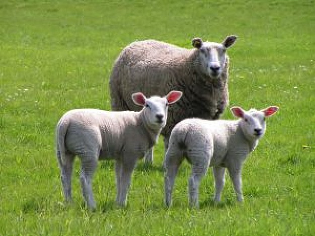 羊人生于辰时命运好吗