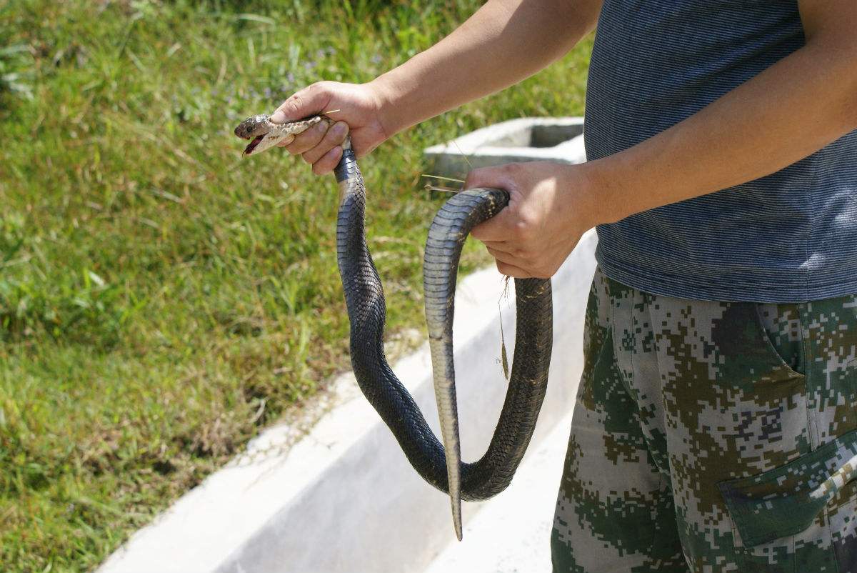 谁会解梦？我梦到蛇了，但都在别人身上——从梦境中的抓蛇人说起