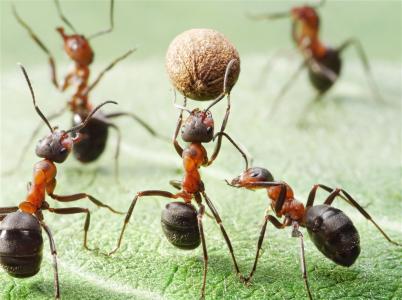 梦见蚂蚁急躁不安,四处奔跑,要特别注意,很可能会祸从天降.
