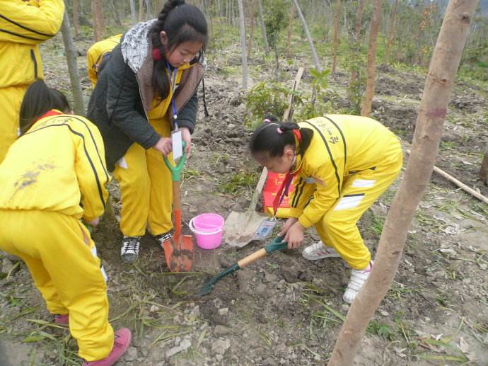 梦见植树周公解梦,梦见植树是什么意思?