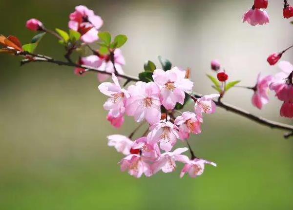 梦见海棠花