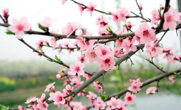 梦见桃木桃花